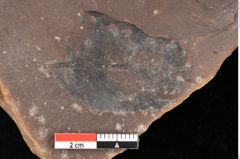Foto (Detailsansicht) von Quercus palaeoilex Ettingshausen (NHMW-GEO-2024-0188-0771)